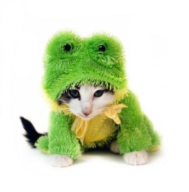 Frog kitten clipart