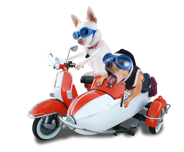 Scooter dogs — Stock Photo, Image