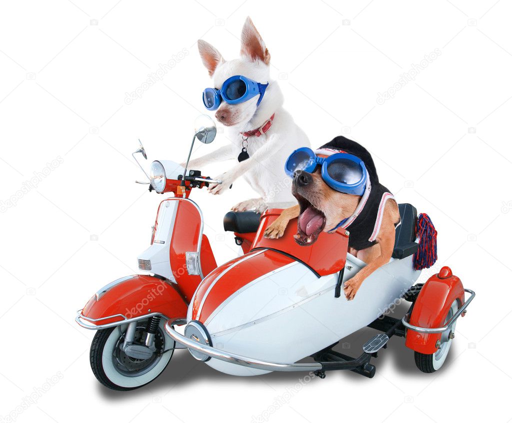 Scooter dogs