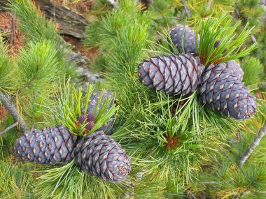 Cedar cone clipart