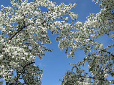 Apple-trees in colour clipart