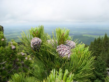 Cedar fruits clipart