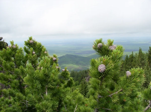 Cedar cone — Stock Photo, Image