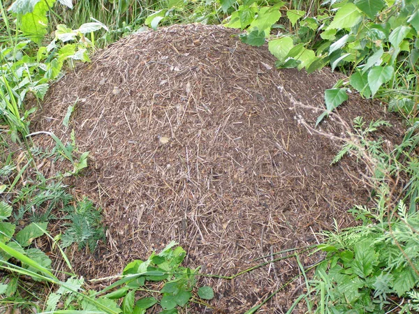 Ant hill