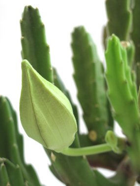 Unblown bud of Stapelia Grandiflora clipart