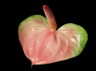 Flamingo Lily (Anthurium andreanum)
