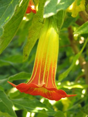 Datura. brugmansia. melek trompet