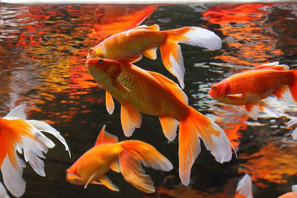 Golden fishes — Stock Photo, Image