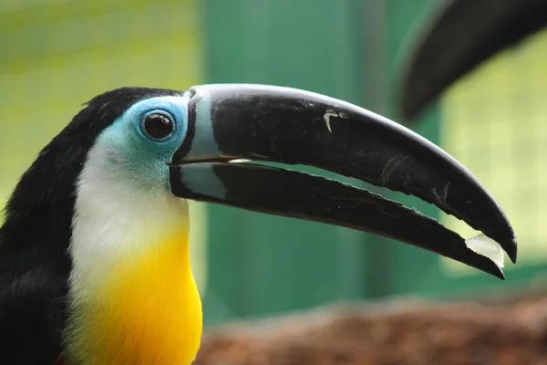 Channel-billed Toucan — Stock Photo, Image
