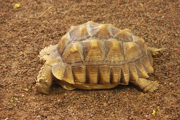 Vyděšená želva — Stock fotografie