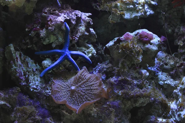 Rif aquarium — Stockfoto