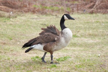 Canada Goose (Branta canadensis) clipart