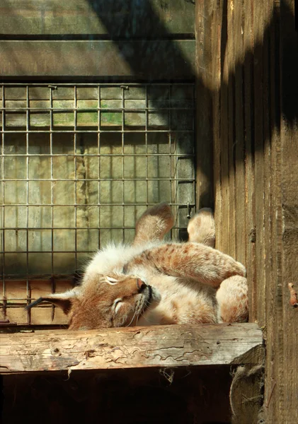 Sleeping lynx — Stock Photo, Image