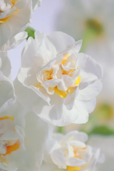 Подвійний daffodil (Нарцис ) — стокове фото