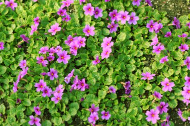 Bed of primroses. clipart