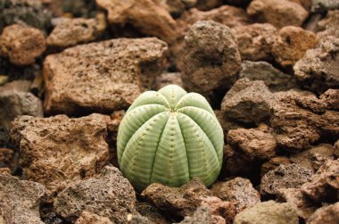 Succulent plant - Euphorbia obesa clipart