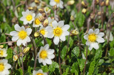 Dryas octopetala