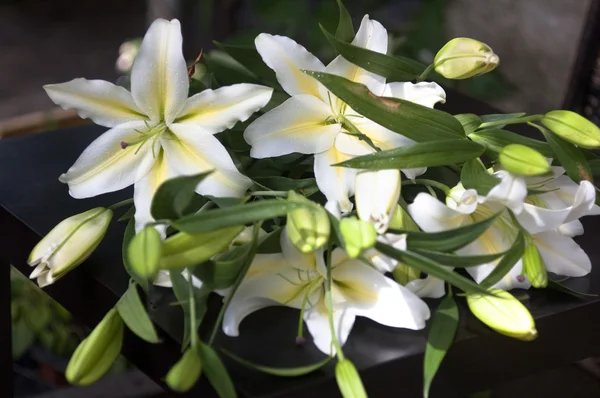 stock image White of lily