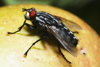 Apple üzerinde oturan fly