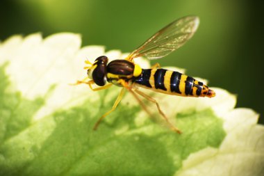 Wasp sitting on a leaf clipart