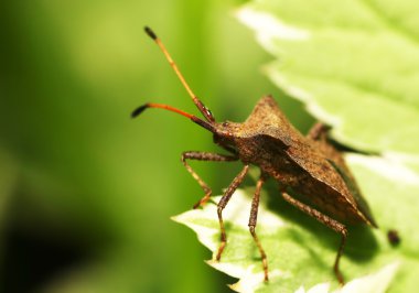 Shieldbug clipart