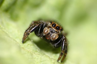 Jumping spider eyes clipart