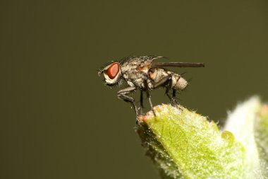 Fly on leaf clipart