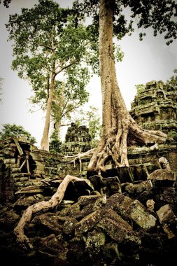 Ta prohm temple with trees clipart