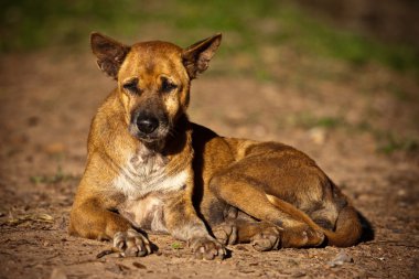 Kamboçyalı köpek