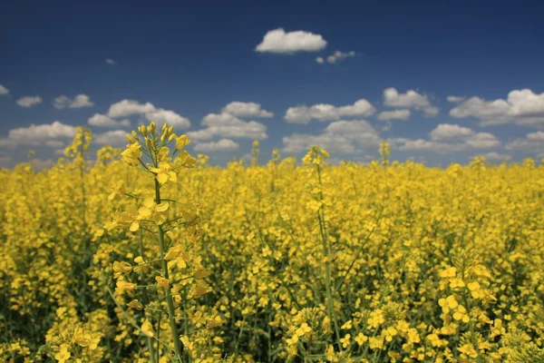 stock image Spring field with rape and trees