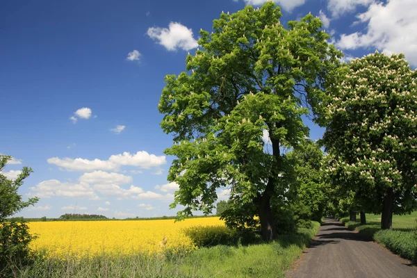 Wiosną pola rzepaku i drzew — Zdjęcie stockowe