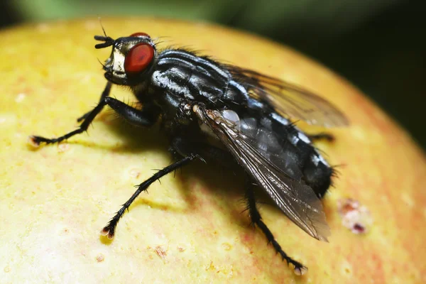 Apple üzerinde oturan fly — Stok fotoğraf