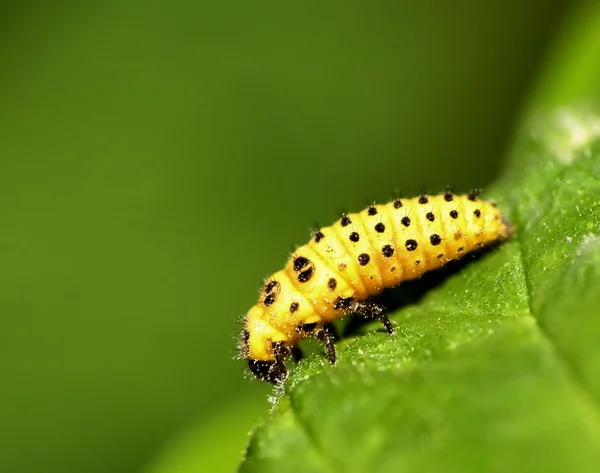 stock image Yellow caterpillar