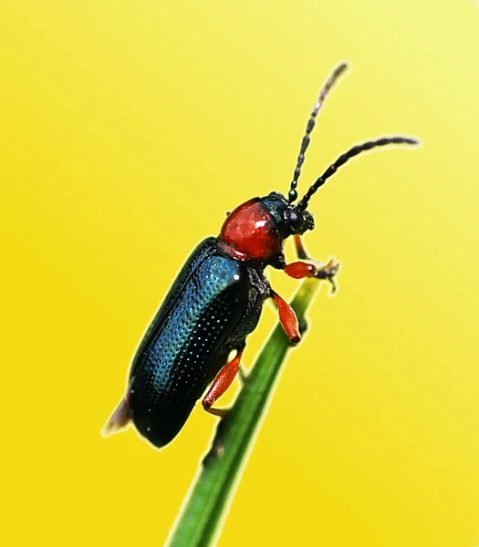 Small insect — Stock Photo, Image