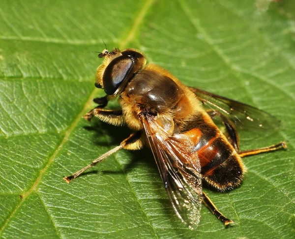 Včela na listu — Stock fotografie