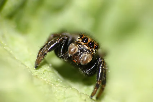 Yeux d'araignée sautants — Photo