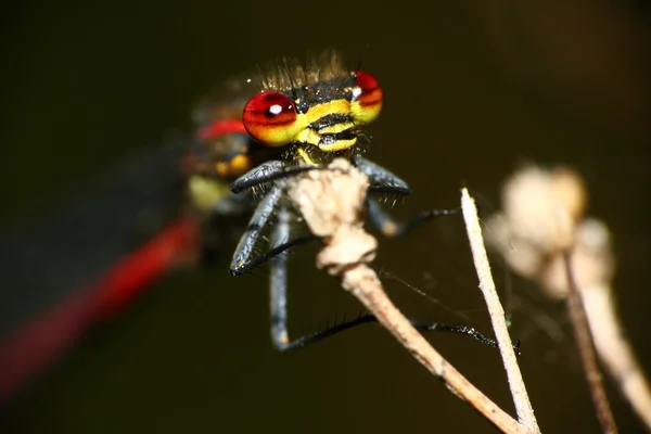 Dragonfly ogen — Stockfoto