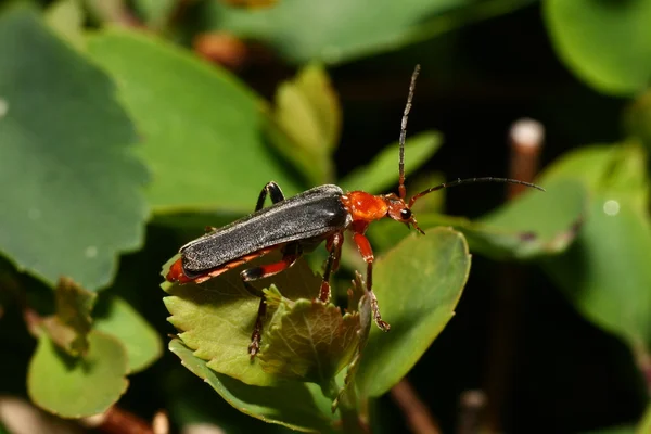 Red bug — Stock Photo, Image