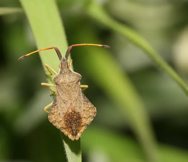Bug de bouclier sur une feuille — Photo