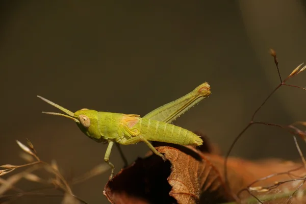 Grasshopper — Stock Photo, Image