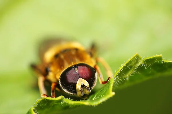 蜜蜂的眼睛 — 图库照片