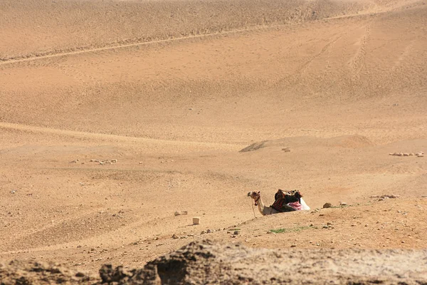 Верблюд отдыхает в пустыне — стоковое фото