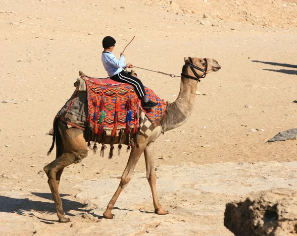 Niño beduino montando un camello — Foto de Stock