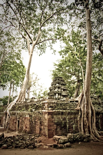 Ta prohm chrám se stromy — Stock fotografie
