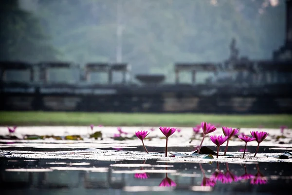 stock image Angkor wat