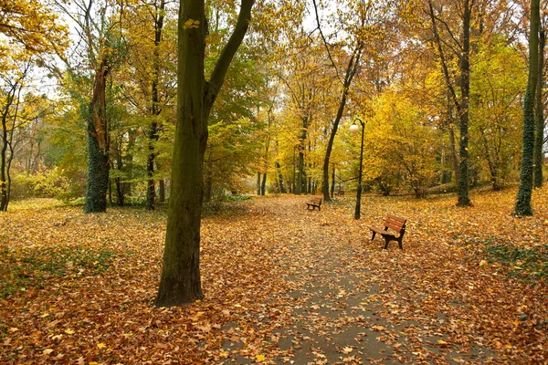 Podzimní park Stock Snímky
