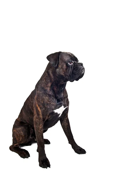 Csíkos boxer kutya ül a stúdióban — Stock Fotó