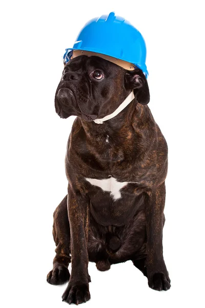 Perro de trabajo en casco — Foto de Stock