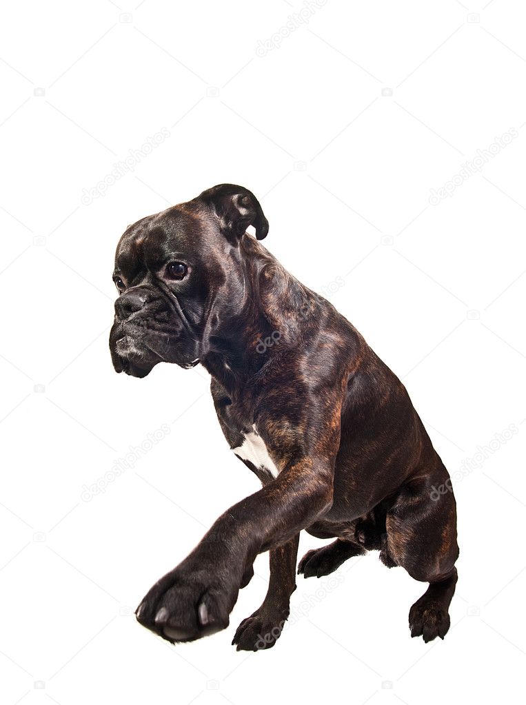 Brindle boxer dog sitting in studio tick