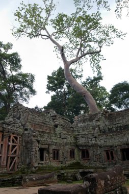 Angkor tapınakları